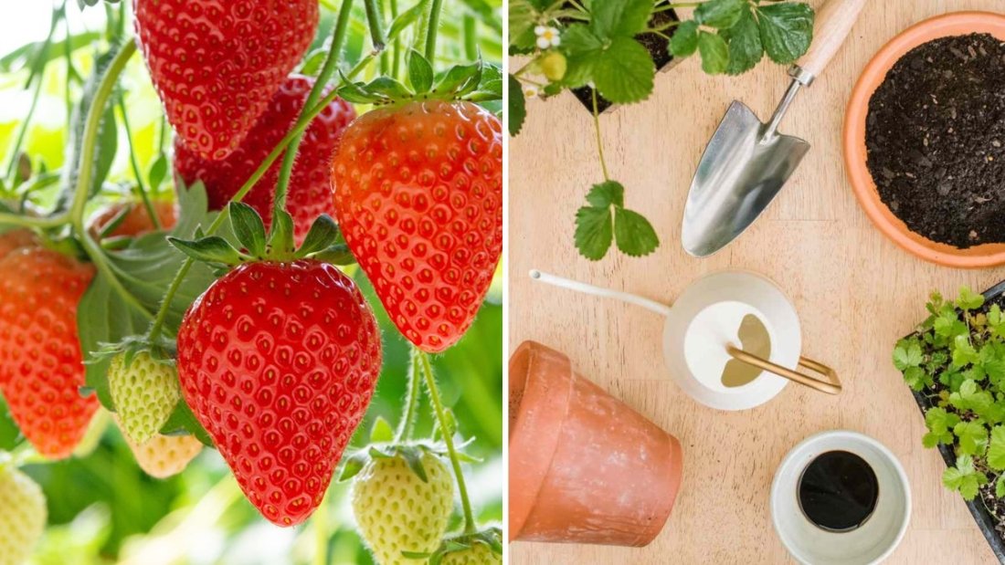 6-Step Guide to Planting Strawberries in Containers
