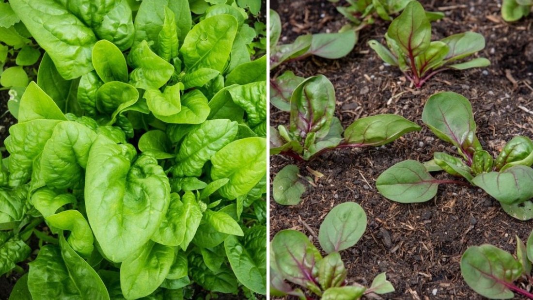5 Easy Steps to Grow Spinach at Home