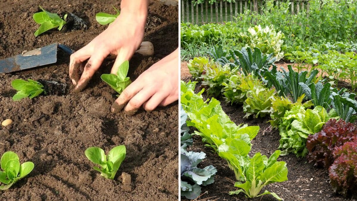 7-Step Guide to Preparing Soil for Vegetable Gardens