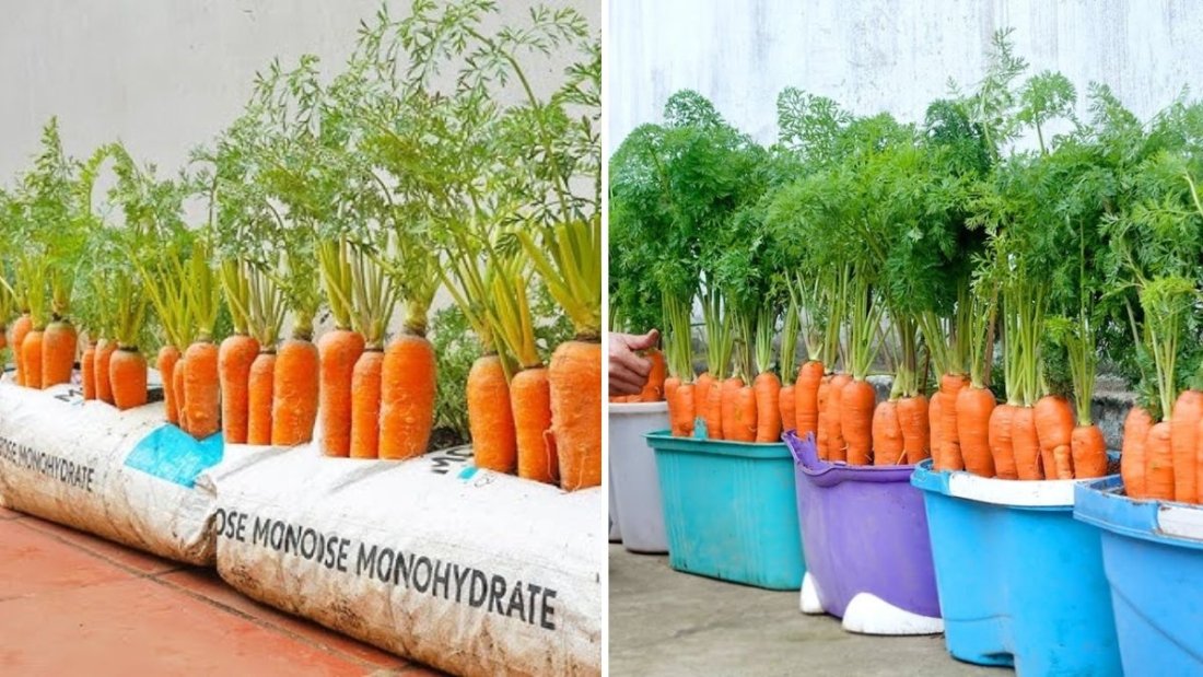 create 1200 words blog post & title in hindi from english youtube video title " "