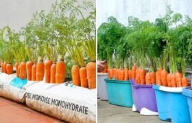 घर पर गाजर उगाने का आसान तरीका: हर मौसम में ताज़ी और साफ़ गाजर पाने की सम्पूर्ण गाइड