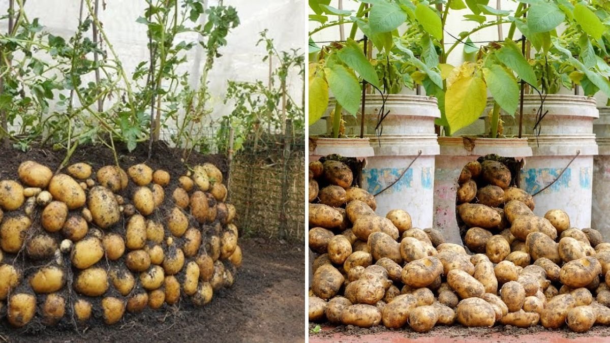 नई तकनीक: प्लास्टिक बैग में आलू उगाने का आसान तरीका – घर पर पाएं बड़े, गोल और स्वादिष्ट आलू