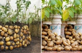 नई तकनीक: प्लास्टिक बैग में आलू उगाने का आसान तरीका – घर पर पाएं बड़े, गोल और स्वादिष्ट आलू