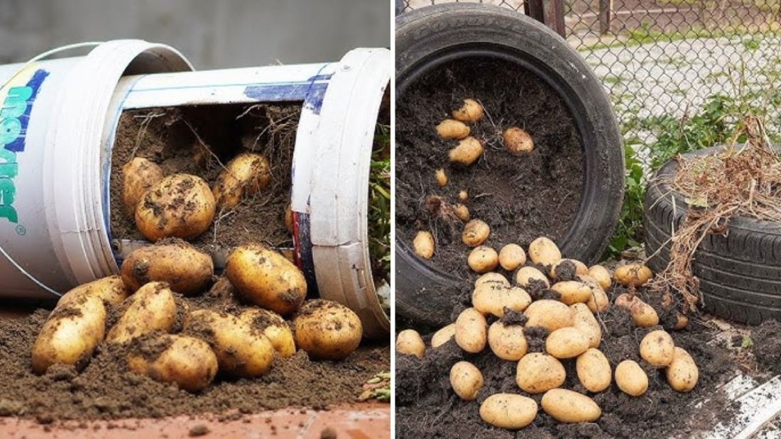 How to Grow GIANT Potatoes in a Plastic Tub with FREE Fertilizer for a Massive Harvest