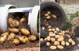 How to Grow GIANT Potatoes in a Plastic Tub with FREE Fertilizer for a Massive Harvest