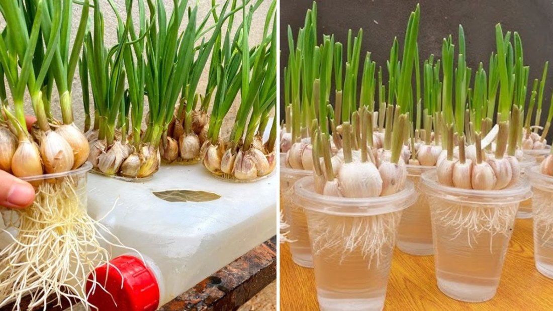 How to Grow Garlic in Water Bottles: Tips for Fast Growth, Plenty of Roots, and Quick Harvest