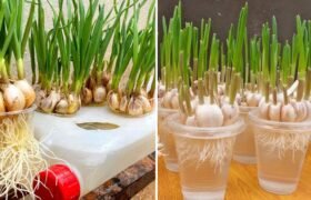 How to Grow Garlic in Water Bottles: Tips for Fast Growth, Plenty of Roots, and Quick Harvest