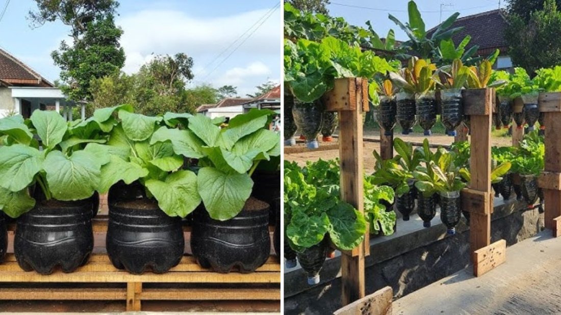 Tutorial Lengkap Menanam Sawi Caisim di Botol: Cara Mudah Dapat Panen Segar di Rumah