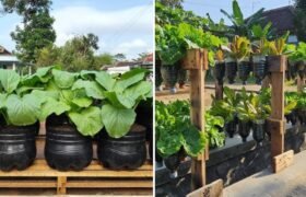 Tutorial Lengkap Menanam Sawi Caisim di Botol: Cara Mudah Dapat Panen Segar di Rumah