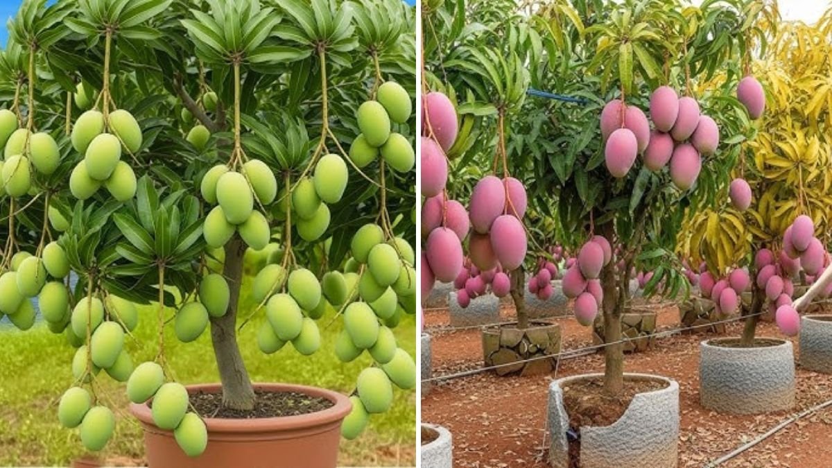 How to Propagate Mango Trees Faster Using Egg and Chicken Methods: Best Tips for Successful Mango Cuttings