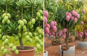 How to Propagate Mango Trees Faster Using Egg and Chicken Methods: Best Tips for Successful Mango Cuttings