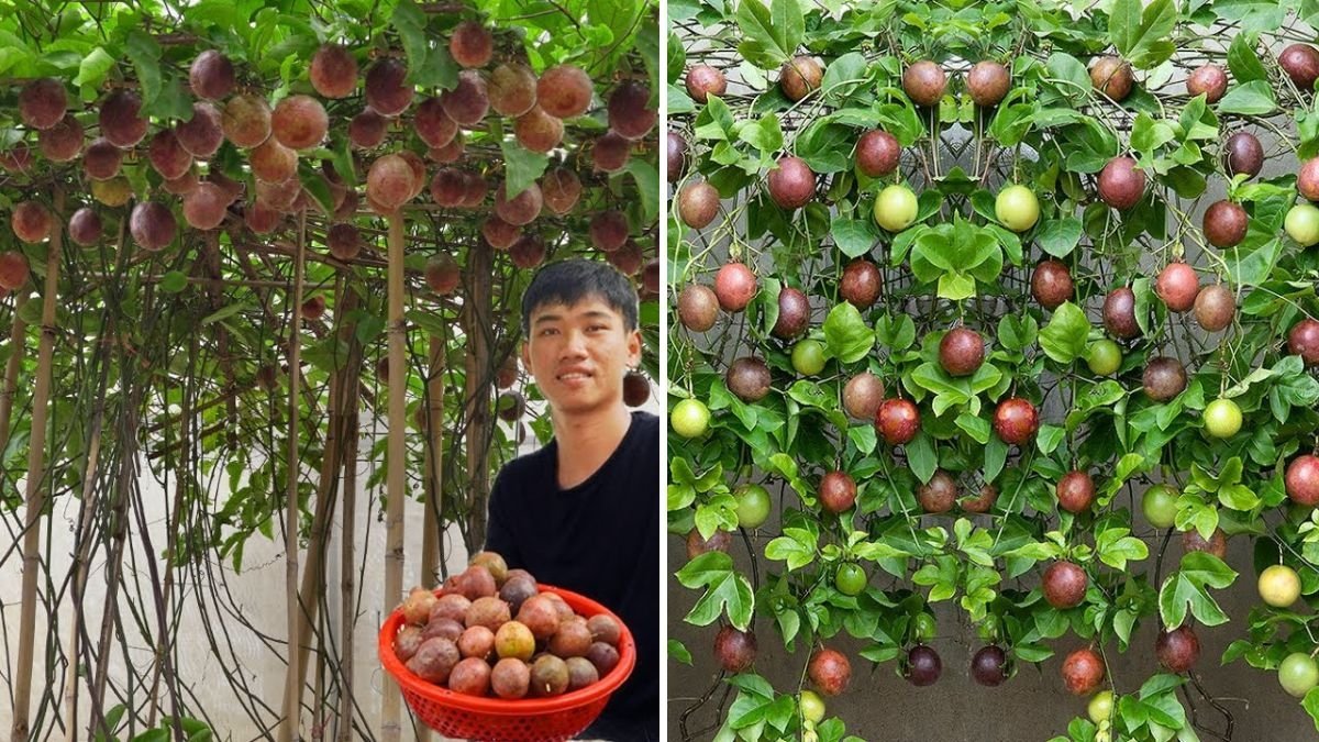 Home Gardening: How to Grow Passion Fruit at Home for Unbelievable Productivity