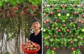 Home Gardening: How to Grow Passion Fruit at Home for Unbelievable Productivity