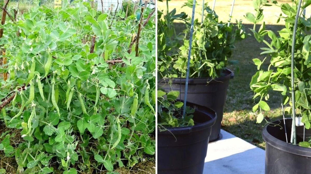 Effortless Gardening: How Beginners Can Grow Peas Without Watering