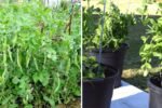 Effortless Gardening: How Beginners Can Grow Peas Without Watering