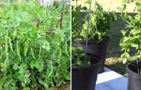 Effortless Gardening: How Beginners Can Grow Peas Without Watering