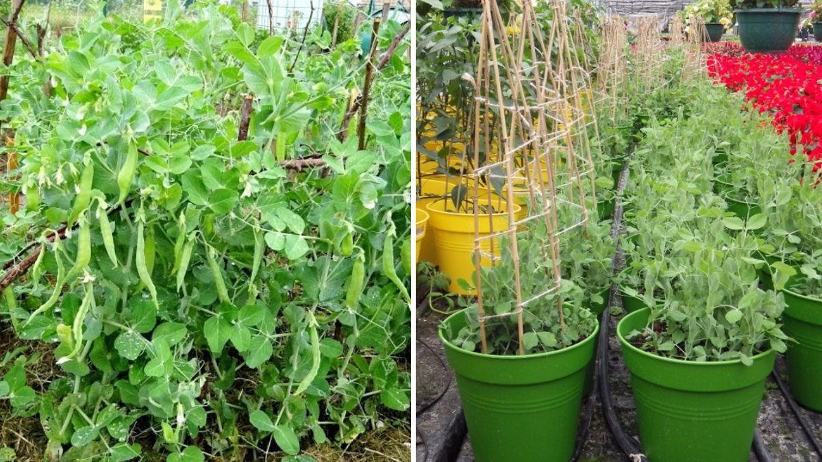 Grow Green Peas Fast at Home: Transform Useless Plastic Buckets into a Productive Garden