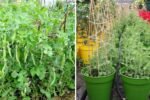 Grow Green Peas Fast at Home: Transform Useless Plastic Buckets into a Productive Garden